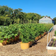 Discover how urban farming is reshaping Dallas neighborhoods, promoting sustainability, community engagement, and access to fresh produce.