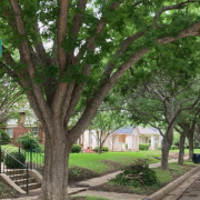 The University Place neighborhood began development in the years after TCU moved from Waco to Fort Worth in the early 1900s.